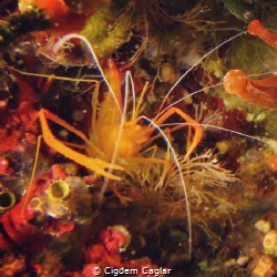 shrimp by Cigdem Caglar 